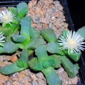 Stomatium species - 5 Seed Pack