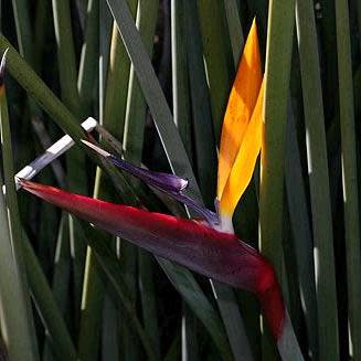 Strelitzia juncea - Spoon-leaved Strelitzia - 5 Seed Pack - Image 7