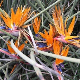 Strelitzia juncea - Spoon-leaved Strelitzia - 5 Seed Pack - Image 4