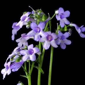 Streptocarpus cooperi - 5 Seed Pack