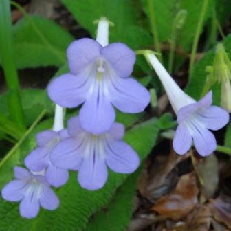 Streptocarpus cyaneus - 5 Seed Pack