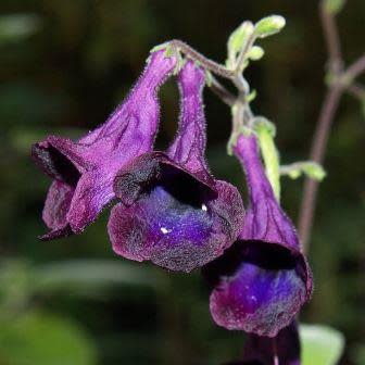 Streptocarpus nobilis - 5 Seed Pack