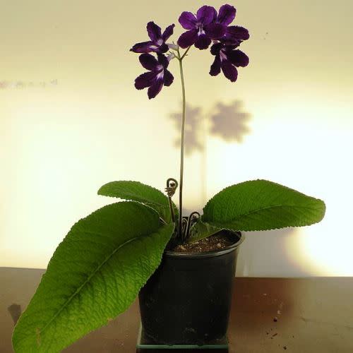 Streptocarpus nobilis - 5 Seed Pack - Image 2