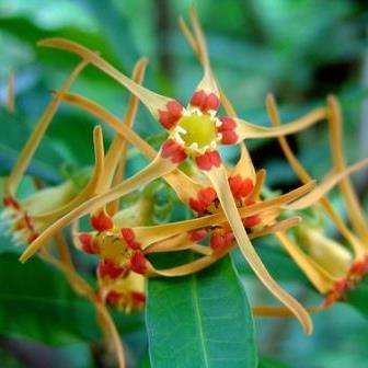 Strophanthus speciosus - Forest Tailflower, Poison Rope, Forest Poison Rope - 5 Seed Pack