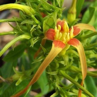 Strophanthus speciosus - Forest Tailflower, Poison Rope, Forest Poison Rope - 5 Seed Pack - Image 3
