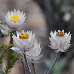 Syncarpha paniculata - Sewejaartjie, Witsewejaartjie; White Everlasting - 5 Seed Pack