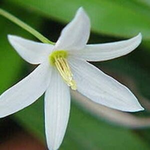 Talbotia elegans - False Dracaena - 5 Seed Pack
