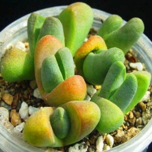 Tanquana prismatica - Rock Mesemb, Tanqua Cattle Hoof - 5 Seed Pack
