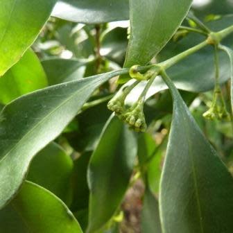 Tarenna supra-axillaris - Narrow-leaved Butterspoon - 5 Seed Pack - Image 2