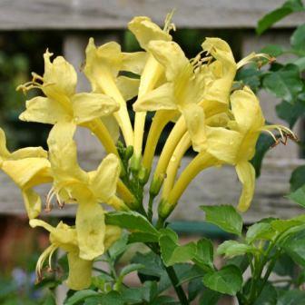 Tecoma capensis aurea (Tecomaria capensis aurea) - Yellow Cape Honeysuckle - 5 Seed Pack - Image 2