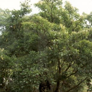 Terminalia phanerophlebia - Lebombo Cluster-leaf; Lebombotrosblaar - 5 Seed Pack - Image 2