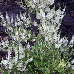 Tetradenia riparia - Ginger Bush , Misty Plume Bush; Gemmerbos, Watersalie - 5 Seed Pack