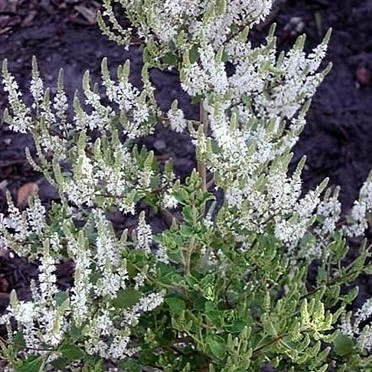 Tetradenia riparia - Ginger Bush , Misty Plume Bush; Gemmerbos, Watersalie - 5 Seed Pack