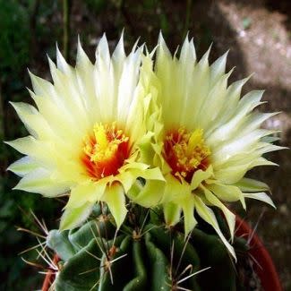 Thelocactus setispinus (Hamatocactus setispinus) - Fish Hook Cactus, Hedgehog, Miniature Barrel Cactus - 10+ Seed Pack