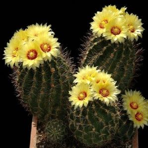 Thelocactus setispinus (Hamatocactus setispinus) - Fish Hook Cactus, Hedgehog, Miniature Barrel Cactus - 10+ Seed Pack - Image 2