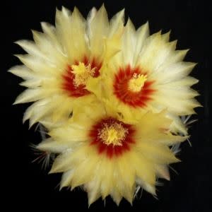 Thelocactus setispinus (Hamatocactus setispinus) - Fish Hook Cactus, Hedgehog, Miniature Barrel Cactus - 10+ Seed Pack - Image 3