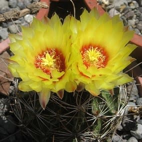 Thelocactus setispinus (Hamatocactus setispinus) - Fish Hook Cactus, Hedgehog, Miniature Barrel Cactus - 10+ Seed Pack - Image 4