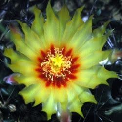 Thelocactus setispinus (Hamatocactus setispinus) - Fish Hook Cactus, Hedgehog, Miniature Barrel Cactus - 10+ Seed Pack - Image 5