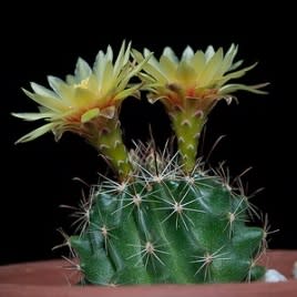 Thelocactus setispinus (Hamatocactus setispinus) - Fish Hook Cactus, Hedgehog, Miniature Barrel Cactus - 10+ Seed Pack - Image 6
