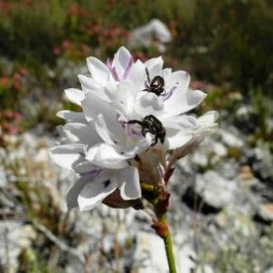 Thereianthus ixioides - 5 Seed Pack