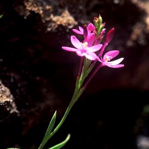 Thereianthus minutus - 5 Seed Pack