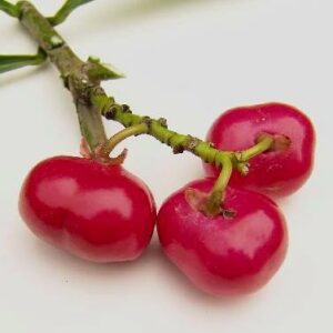 Thevetia ahouai - Dog's Tongue, Dog Balls, Grandfather's Balls - 5 Seed Pack