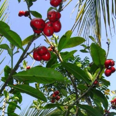 Thevetia ahouai - Dog's Tongue, Dog Balls, Grandfather's Balls - 5 Seed Pack - Image 2