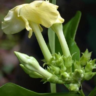 Thevetia ahouai - Dog's Tongue, Dog Balls, Grandfather's Balls - 5 Seed Pack - Image 3