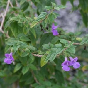 Tinnea barbata - Bush Violet, Blue Tinnea - 5 Seed Pack