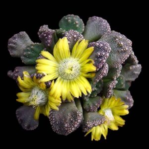 Titanopsis calcarea - 5 Seed Pack