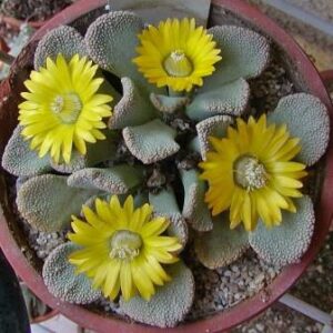 Titanopsis fulleri - Kalkvygie, Klakveldvygie; Sheep's Tongue - 10 Seed Pack