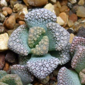 Titanopsis fulleri - Kalkvygie, Klakveldvygie; Sheep's Tongue - 10 Seed Pack - Image 2