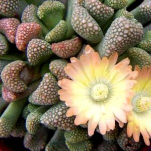 Titanopsis primosii - 10 Seed Pack