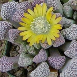 Titanopsis schwantesii - 5 Seed Pack