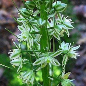 Trachyandra ciliata - 5 Seed Pack