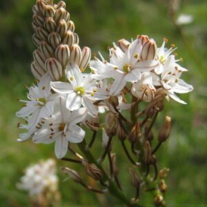 Trachyandra muricata - Beesblom - 5 Seed Pack