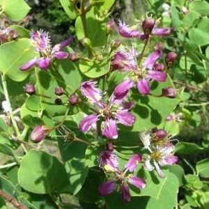 Triaspis glaucophylla - Bloublaar-pieringvrug; Blue-leaved Saucer-fruit - 5 Seed Pack