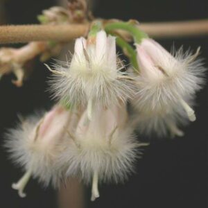 Tricalysia junodii var kirkii - Northern Fluffy-flowered Jackal-coffee - 5 Seed Pack