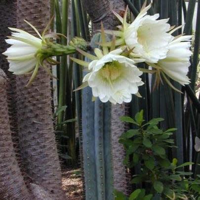 Trichocereus pachanoi - San Pedro Cactus - 5 Seed Pack