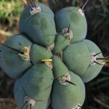 Trichocereus Peruvianus - Peruvian Torch Cactus - 5 Seed Pack