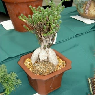 Trichodiadema bulbosum Bonsai & eBook - 5 Seed Pack - Image 3