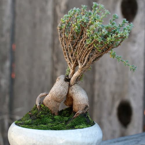 Trichodiadema bulbosum Bonsai & eBook - 5 Seed Pack - Image 5