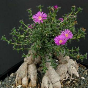 Trichodiadema bulbosum - 5 Seed Pack