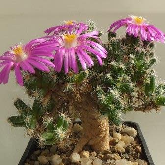 Trichodiadema bulbosum - 5 Seed Pack - Image 2