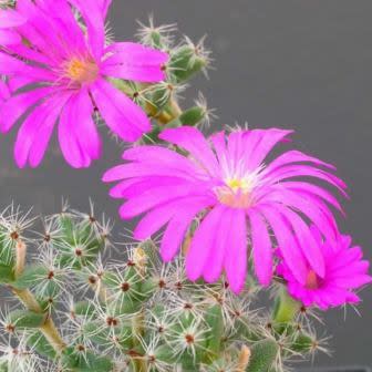 Trichodiadema bulbosum - 5 Seed Pack - Image 3