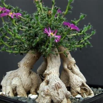 Trichodiadema bulbosum - 5 Seed Pack - Image 4