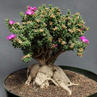 Trichodiadema bulbosum - 5 Seed Pack - Image 5