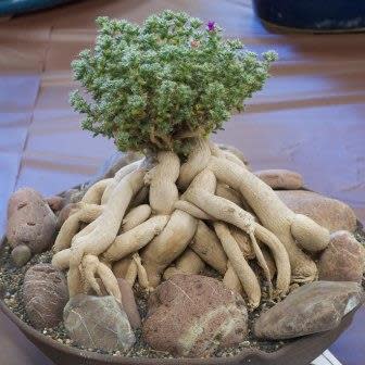 Trichodiadema bulbosum - 5 Seed Pack - Image 6