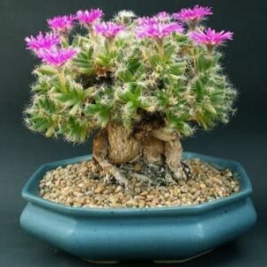 Trichodiadema densum - Desert Rose; Kareemoervygie Bonsai & Bonsai eBook - 5 Seed Pack