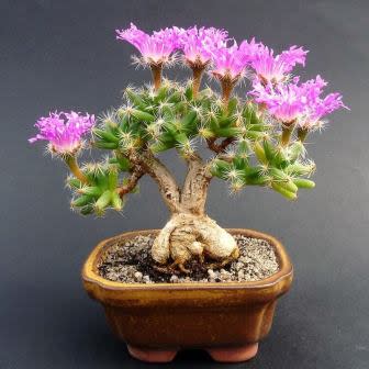 Trichodiadema densum - Desert Rose; Kareemoervygie Bonsai & Bonsai eBook - 5 Seed Pack - Image 2